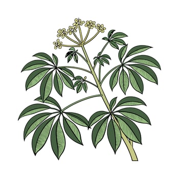 Beautiful Schefflera Plant on Clean White vector
