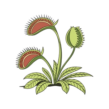 Elegant Venus Flytrap in Bright Space vector