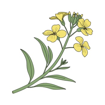 Elegant Wallflower Erysimum in Bright Space vector