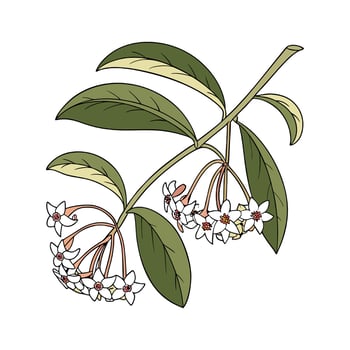 Stylish Hoya Wax Plant Design on White vector