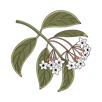 Hoya Wax Plant Displayed on White Background vector