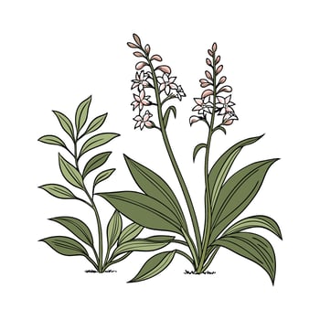 Wild Ginger Displayed on White Background vector