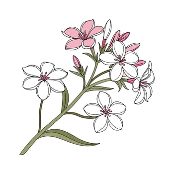 Woodland Phlox Flower on White Background vector