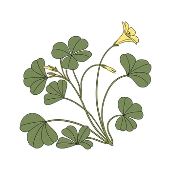 Wood Sorrel Oxalis on White Background vector