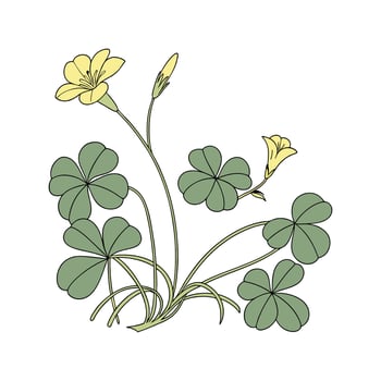 Oxalis Wood Sorrel on White Background vector