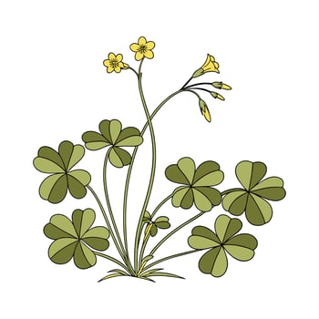 Oxalis Plant on White Background vector