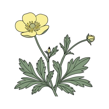 Ranunculus Woolly Buttercup on White Background vector