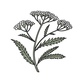 Yarrow Plant Illustration with Bold Outline vector