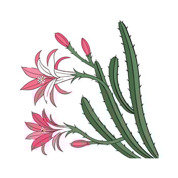 Zygocactus on White Background vector