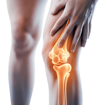 the knee joint is highlighted in orange png