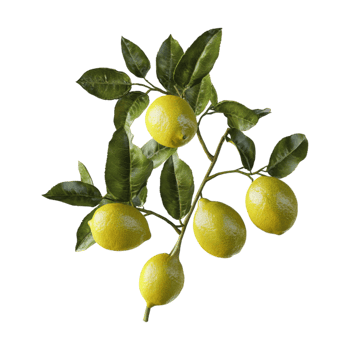lemon tree with green leaves and lemons on a branch png