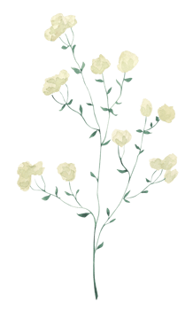 Watercolor hand drawn illustration of a grass sprig. Green sprig illustration. Perfect for wedding, birthday, seasonal holidays png