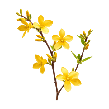 a beautiful yellow flowers on a branch with leaves png