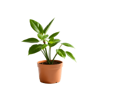 Ficus in pot isolated on transparent background png