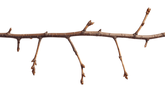Branch with a few buds, isolated on a transparent background png