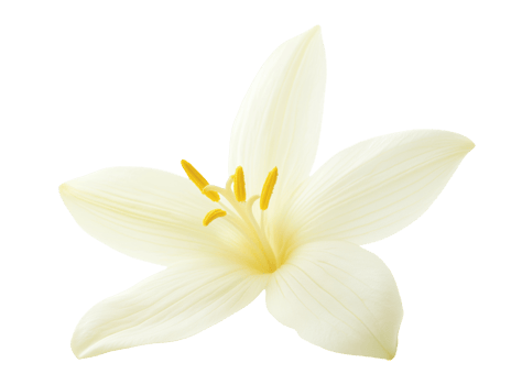 Vanilla flower isolated on transparent background png