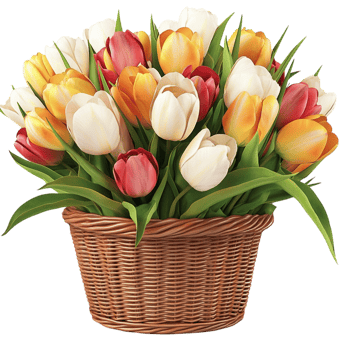 Wicker basket filled colorful tulips in full bloom png