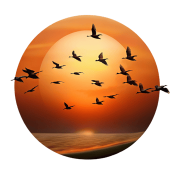 elegant minimalist A Group of Migrating Birds Silhouetted Agai high resolution png