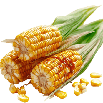 ly harvested sweet corn husks kernels visible png