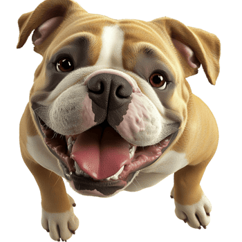 Happy English bulldog puppy big eyes a wide smile png