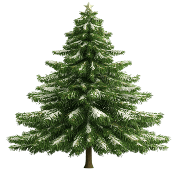 Lush evergreen pine tree full branches a vibrant green color sting tall png