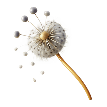 wonderful modern A Single Dandelion Seedhead with Seeds Blo high resolution png