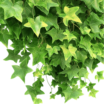 Green ivy leaves growing densely in a hanging cluster png