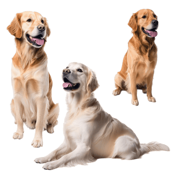 Three golden retriever dogs sitting looking happy png