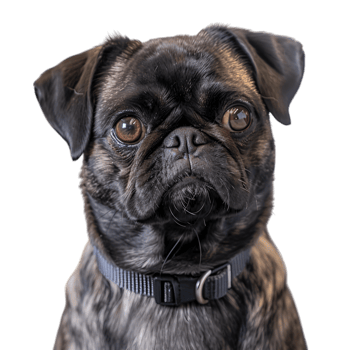 A black and white dog with a collar png