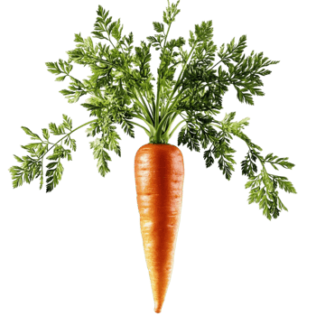 orange carrot green leafy tops sting upright png