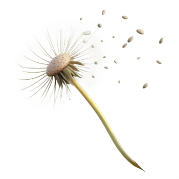 extraordinary classic A Single Dandelion Seedhead with Seeds Blow high resolution png