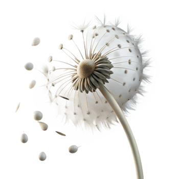 dramatic abstract A Single Dandelion Seedhead with Seeds Blow detailed png