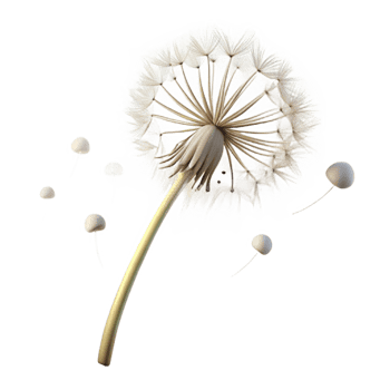 impressive vintage A Single Dandelion Seedhead with Seeds Blow genuine png