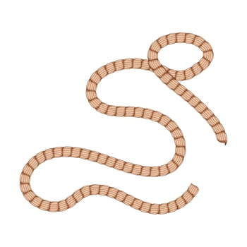 nylon rope cartoon illustration vector
