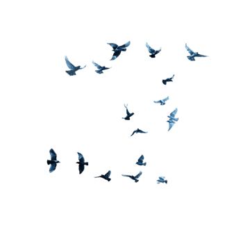 Small Birds in Flight Transparent Background png