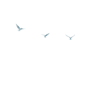 Flying Birds Transparent Background png