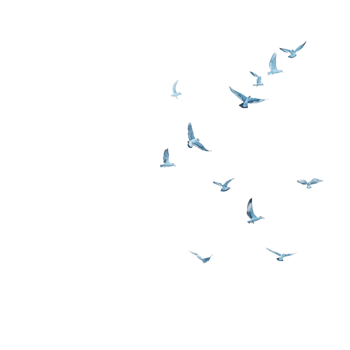 Bird Silhouettes Transparent Background png