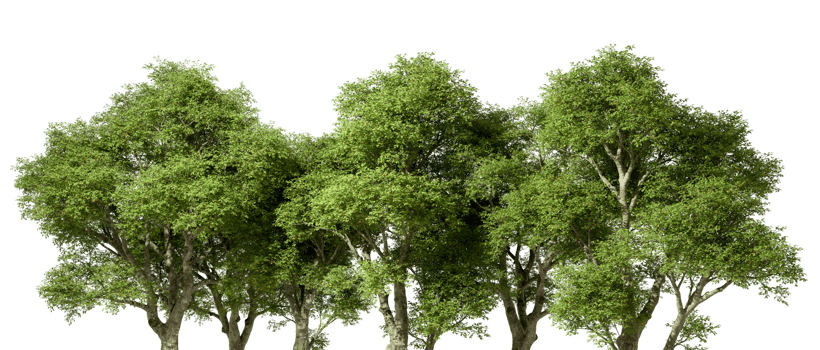 Tropics greenery forest trees group lined landscape on transparent backgrounds 3d rendering png