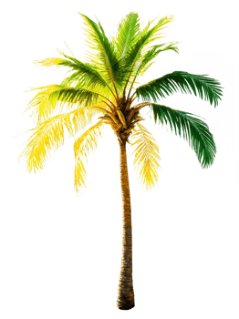 Coconut Palm Tree, swaying fronds in golden sunlight, professional product shot, vibrant green leaves, commercial photography, transparent background, high-end advertising png