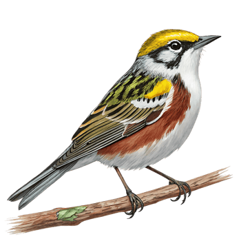 A bird with yellow, white and red feathers png
