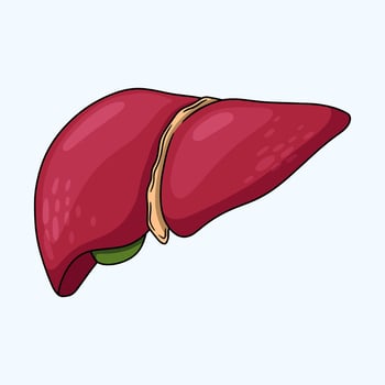 Anatomy of a Healthy Human Liver vector