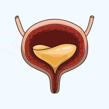 Anatomy of a Healthy Human Bladder vector
