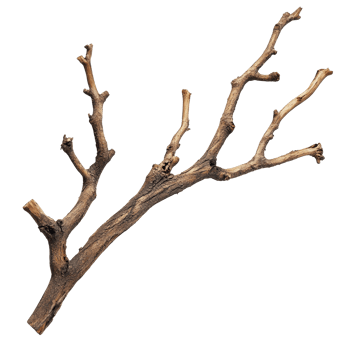 Natural dry wood branch isolated on clean transparent background showcasing unique textures and shapes, Dry wood branch isolated on transparent background. Treewood branch transparent background png