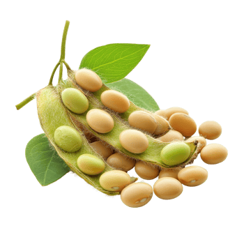 Fresh and vibrant soybeans with pods and leaves isolated against a clean background, Soybeans isolated png