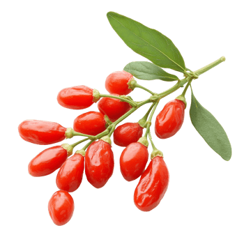 Fresh goji berries on a branch against a clean transparent background highlighting their vibrant color and natural beauty, Goji berries isolated on transparent background png
