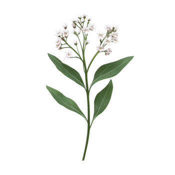 Delicate valerian plant featuring transparent flowers and green leaves on a bright transparent background, Valerian on a transparent background png