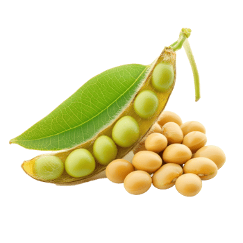 Closeup of fresh soybeans and pod isolated on a transparent background highlighting their vibrant green color and texture, Close up Soybean isolated on transparent background png