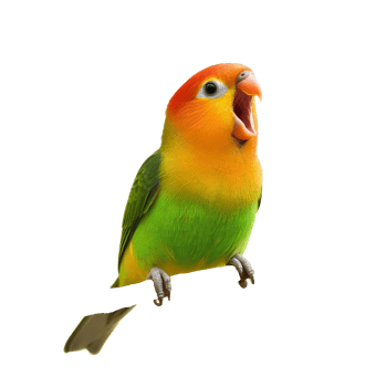A vibrant lovebird singing joyfully on a branch against a clean transparent backdrop, Lovebird singing on branch isolated on transparent background or transparent backgroud png