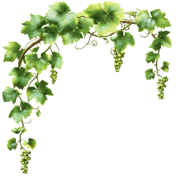 Grapevines with lush green leaves and clusters of grapes isolated on transparent background showcasing natural beauty, Mandarin fruit transparent isolated on trransparent png