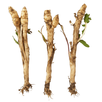 Fingerroot Kaempfer Boesenbergia displayed on a transparent background, showcasing its unique shape and texture in detail, Fingerroot, Kaempfer, Boesenbergia in on transparent background png